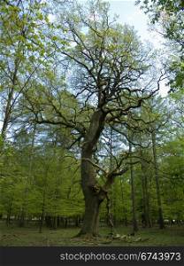 old oak tree in forest. big old oak tree in a forest in spring