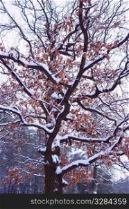Old oak tree in the snowy winter forest