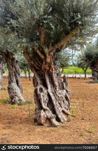 Old olive tree trunk, roots and branches