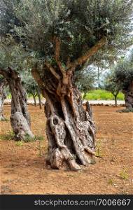 Old olive tree trunk, roots and branches