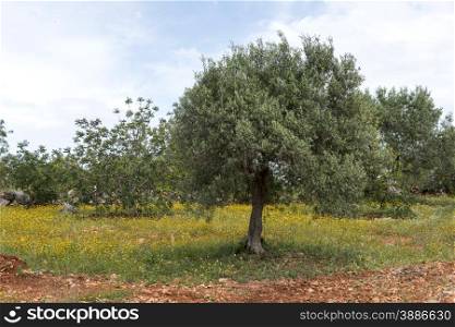 old olive trees and flowers in algarve nature