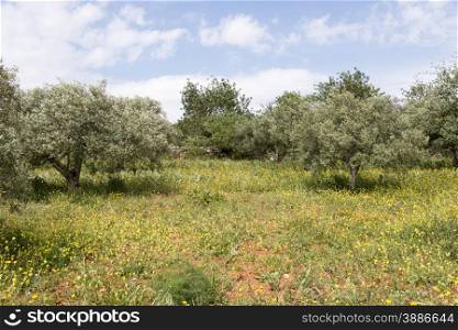 old olive trees and flowers in algarve nature
