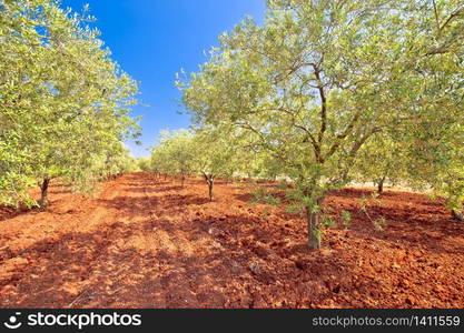 Old olive trees plantage groove on red soil, Istria region of Croatia