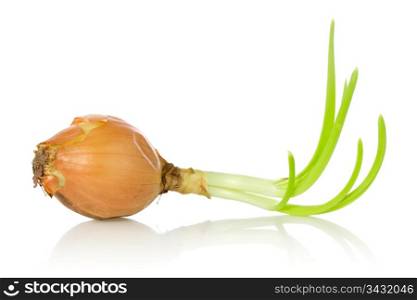 old onion bulb with sprouts over a white background