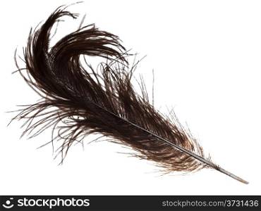 old ostrich feather on white background close up