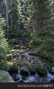 Old park Tsarska or Royal Bistritsa with terraced river and differently trees in the venerable autumnal forest near by resort Borovets, Rila mountain, Bulgaria