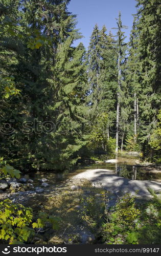 Old park Tsarska or Royal Bistritsa with terraced river and differently trees in the venerable autumnal forest near by resort Borovets, Rila mountain, Bulgaria