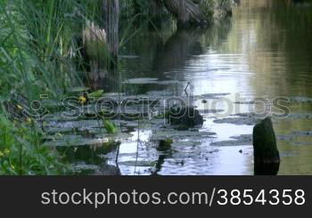 Old piles on bank of small river.