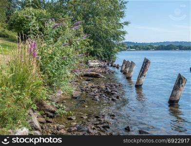 Old pilings line the shore at Coulon Park in Renton, Washington.