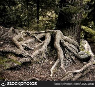 Old Pine Tree Roots In A Deep Forest