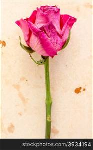 Old pink rose on old paper background
