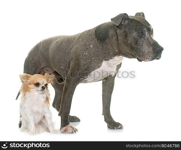 old pitbull and chihuahua in front of white background