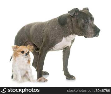 old pitbull and chihuahua in front of white background