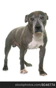 old pitbull in front of white background