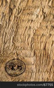 old plank with texture and knothole