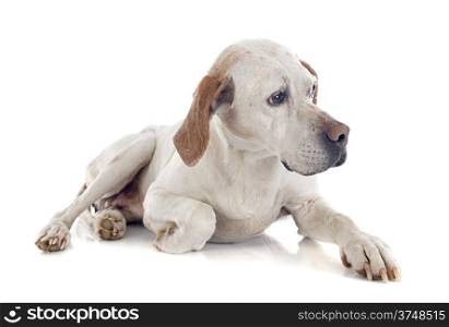 old pointer in front of white background