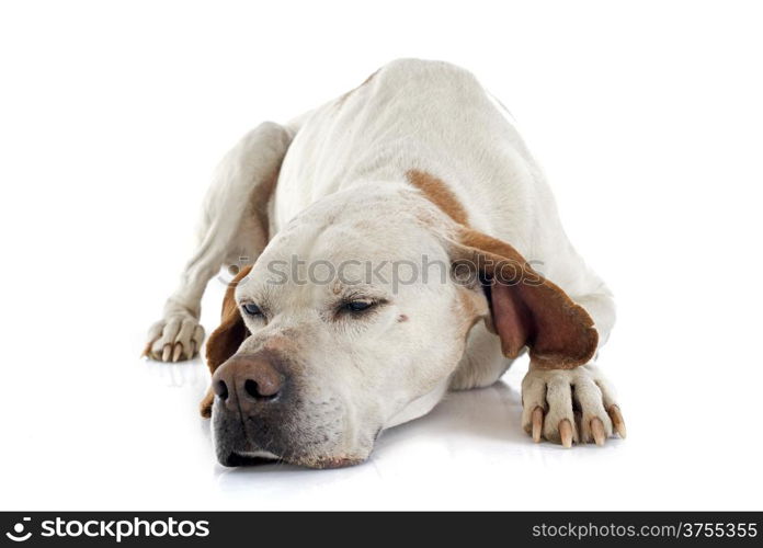 old pointer in front of white background