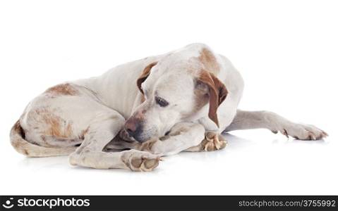 old pointer in front of white background