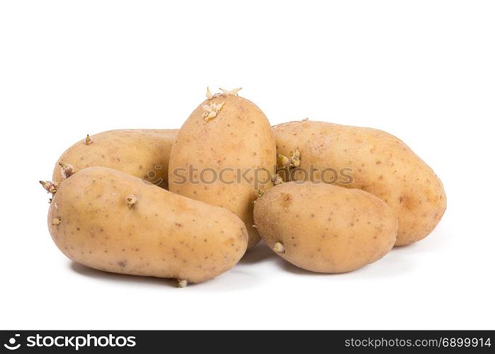 Old potatoes with sprouts isolated on white background.. Old potatoes with sprouts isolated on white background