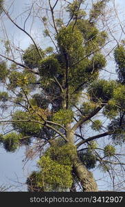 "Old pussy-willow tree with plant-parasites ("witch&rsquo;s broom") on thunderclouds background (panorama, two shots)"