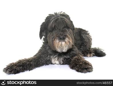 old pyrenean shepherd in front of white background