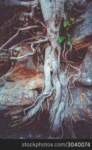 Old roots on a rock close-up view. Roots on a rock close-up. Roots on a rock close-up