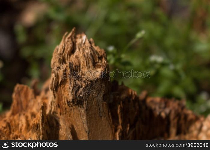 old rotten log close-up