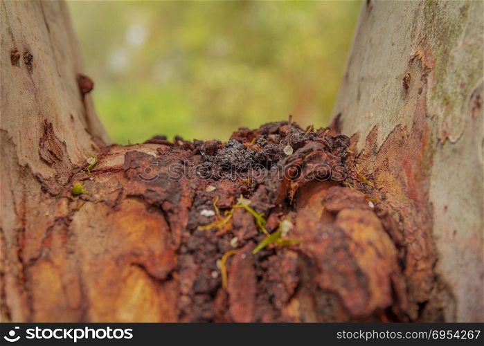 Old rough brown dry tree trunk surface closeup.