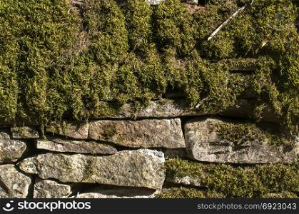 Old rural dry masonry stone wall with fresh green moss closeup as background