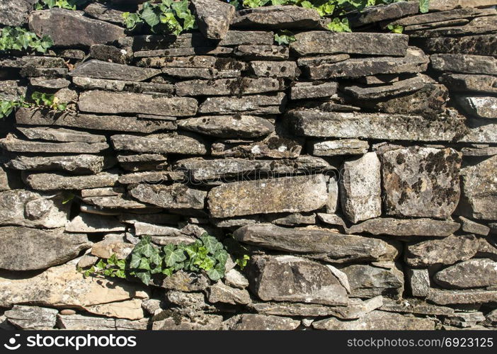 Old rural dry masonry stone wall with ivy plant closeup as background
