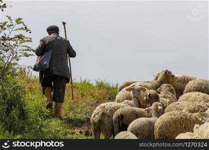 Old shepherd grazing his sheep