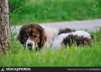 old sick dog lie and sleep on grass on meadow outdoor