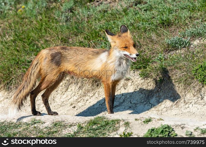 Old skinned skinny fox on the walkway
