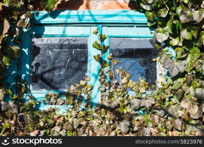 old small wooden window surrounded by ivy in sunny spring day
