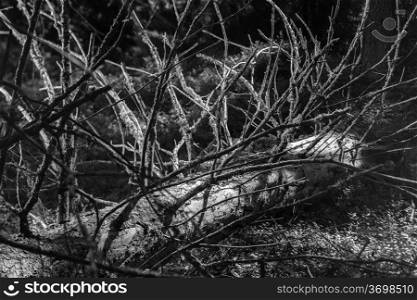 Old snags on gloomy forest, black and white image