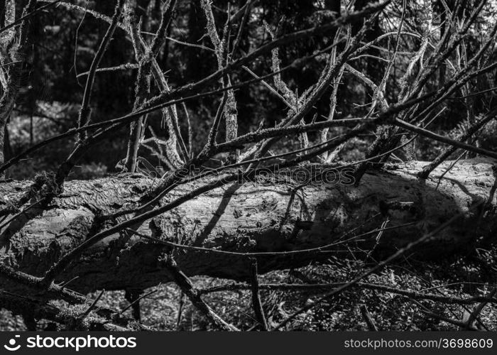 Old snags on gloomy forest, black and white image