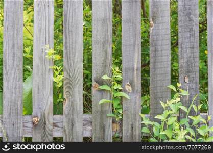 Old sparse fence of unpainted laths against the background of green plants