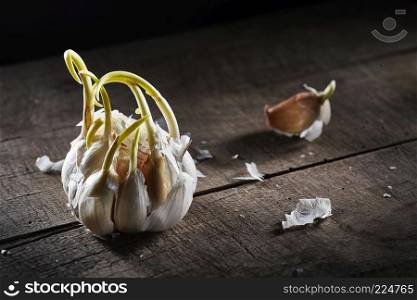 old sprouting garlic with sprouts on a old wooden background. sprouting garlic on wooden table
