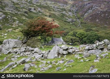 Old stone farmhouse with hawthorn bush in landscape