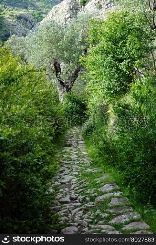 Old stone road and bush near Old Bar in Montenegro