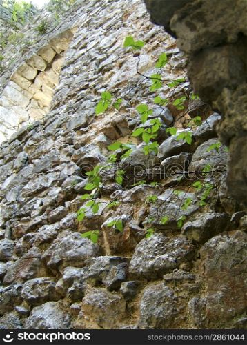 Old stone wall with green leaves