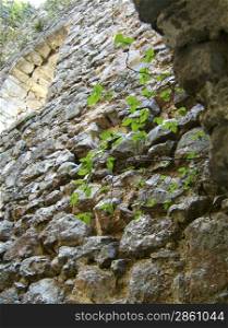 Old stone wall with green leaves