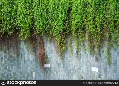 old stone wall with the green ivy at underground crossing at Fort Canning Park, Singapore