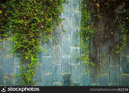 old stone wall with the green ivy at underground crossing at Fort Canning Park, Singapore