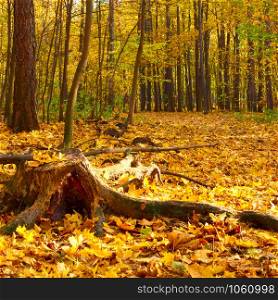 Old stub in autumn park with yellow fallen leaves - landscape