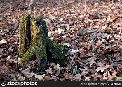 Old stump in the autumn forest