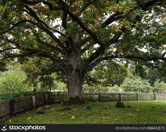 Old thick oak tree in park of the Mikhailovskoye village, Pushkinskiye Gory Reserve, Russia