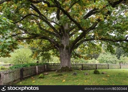 Old thick oak tree in park of the Mikhailovskoye village, Pushkinskiye Gory Reserve, Russia
