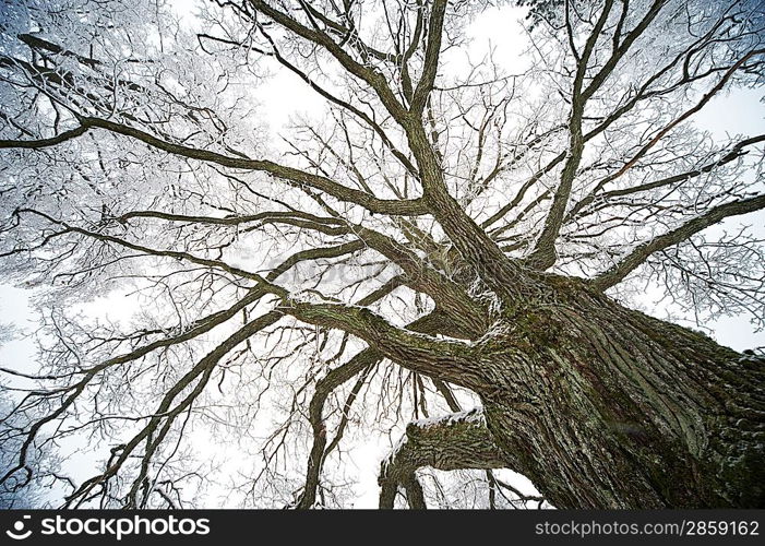 Old tree