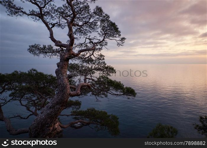 Old tree above the Black sea. Crimea, Ukraine